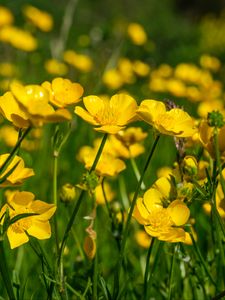 Preview wallpaper buttercups, flowers, petals, yellow, blur, summer