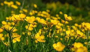 Preview wallpaper buttercups, flowers, petals, yellow, blur, summer