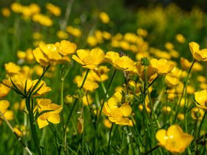 Preview wallpaper buttercups, flowers, petals, yellow, blur, summer