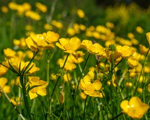 Preview wallpaper buttercups, flowers, petals, yellow, blur, summer