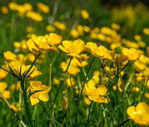 Preview wallpaper buttercups, flowers, petals, yellow, blur, summer