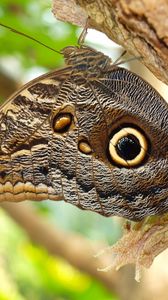 Preview wallpaper butterflies, bark, tree, wings, patterns, insect