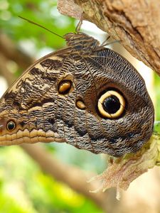 Preview wallpaper butterflies, bark, tree, wings, patterns, insect