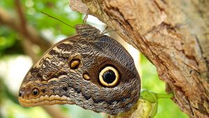 Preview wallpaper butterflies, bark, tree, wings, patterns, insect