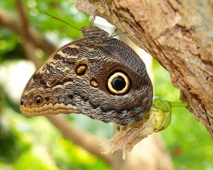 Preview wallpaper butterflies, bark, tree, wings, patterns, insect