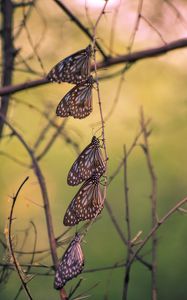 Preview wallpaper butterflies, branch, macro