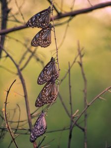 Preview wallpaper butterflies, branch, macro