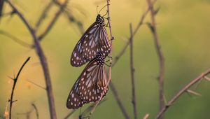 Preview wallpaper butterflies, branch, macro