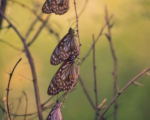 Preview wallpaper butterflies, branch, macro