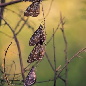 Preview wallpaper butterflies, branch, macro
