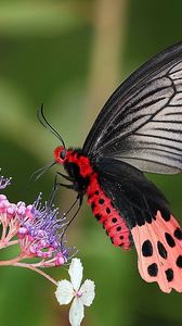 Preview wallpaper butterflies, flowers, branches, leaves