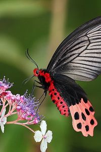 Preview wallpaper butterflies, flowers, branches, leaves