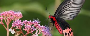 Preview wallpaper butterflies, flowers, branches, leaves