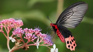 Preview wallpaper butterflies, flowers, branches, leaves