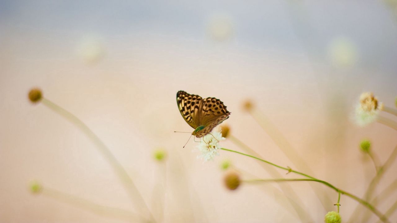 Wallpaper butterflies, flowers, grass, oiled