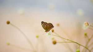 Preview wallpaper butterflies, flowers, grass, oiled