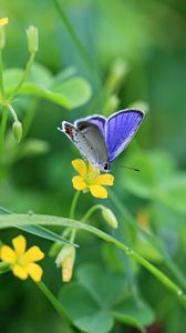 Preview wallpaper butterflies, flowers, grass, light