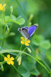 Preview wallpaper butterflies, flowers, grass, light