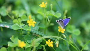 Preview wallpaper butterflies, flowers, grass, light