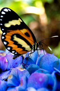 Preview wallpaper butterflies, flowers, grass, plants