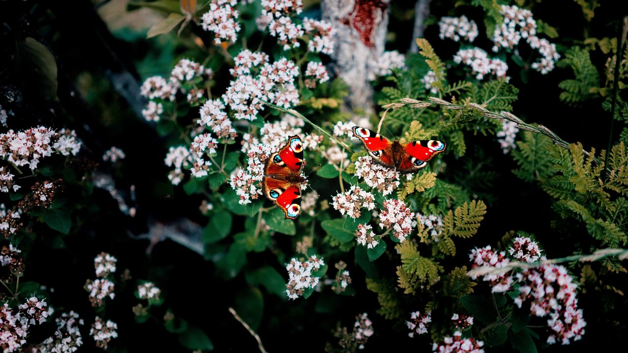 Wallpaper butterflies, flowers, patterns, summer, blur