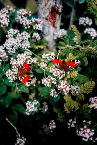 Preview wallpaper butterflies, flowers, patterns, summer, blur