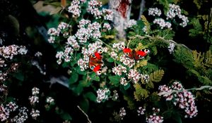 Preview wallpaper butterflies, flowers, patterns, summer, blur