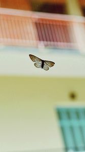 Preview wallpaper butterflies, flying, background, blur, insect