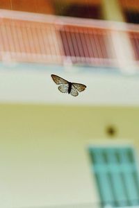 Preview wallpaper butterflies, flying, background, blur, insect