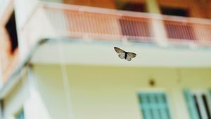 Preview wallpaper butterflies, flying, background, blur, insect