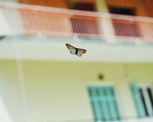 Preview wallpaper butterflies, flying, background, blur, insect