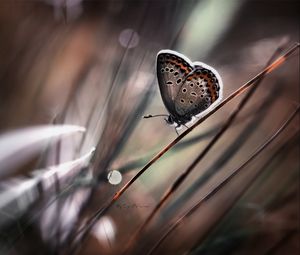 Preview wallpaper butterflies, grass, background