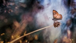 Preview wallpaper butterflies, grass, blurring, stem