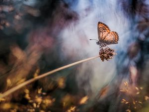 Preview wallpaper butterflies, grass, blurring, stem
