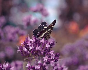 Preview wallpaper butterflies, grass, flower, wings