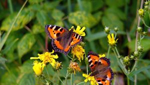 Preview wallpaper butterflies, grass, flowers, flying, sitting