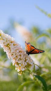 Preview wallpaper butterflies, grass, plants, leaves, insect