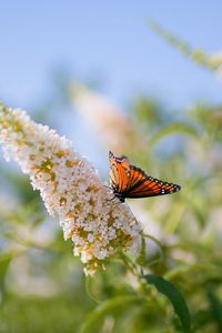 Preview wallpaper butterflies, grass, plants, leaves, insect