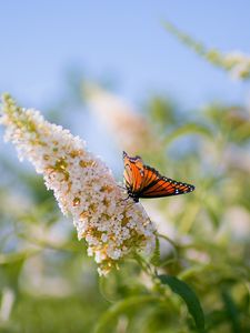 Preview wallpaper butterflies, grass, plants, leaves, insect