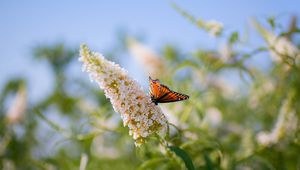 Preview wallpaper butterflies, grass, plants, leaves, insect