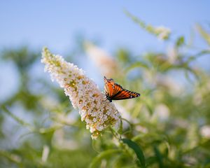 Preview wallpaper butterflies, grass, plants, leaves, insect