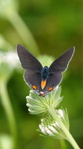 Preview wallpaper butterflies, grass, sitting, wings, plants