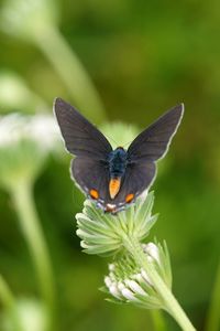 Preview wallpaper butterflies, grass, sitting, wings, plants