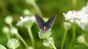 Preview wallpaper butterflies, grass, sitting, wings, plants