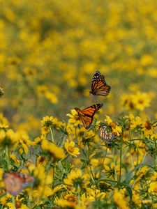 Preview wallpaper butterflies, insects, flowers, yellow, macro