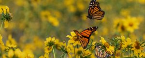 Preview wallpaper butterflies, insects, flowers, yellow, macro