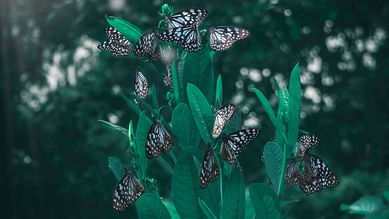 Wallpaper butterflies, leaves, plant, blur