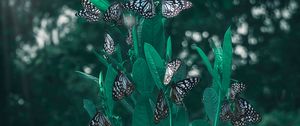 Preview wallpaper butterflies, leaves, plant, blur