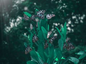 Preview wallpaper butterflies, leaves, plant, blur