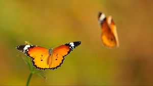 Preview wallpaper butterflies, lubricated, flight, light